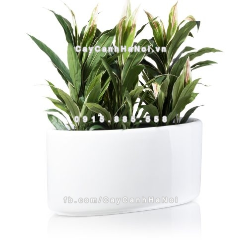 chau_composite_trong_cay_cao_cap_1391-trang-bong-5