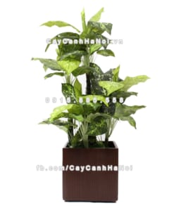 Chậu composite trồng cây cao cấp Anber 1483 (Nâu mờ) 3 chau composite trong cay cao cap 1483 nau mo 3