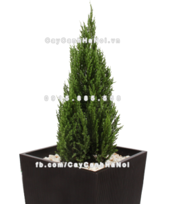 chau composite trong cay cao cap 1606 nau mo 4