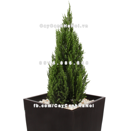 chau_composite_trong_cay_cao_cap_1606_nau_mo-4