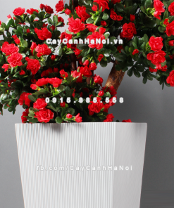 chau composite trong cay cao cap 1606 trang mo 2