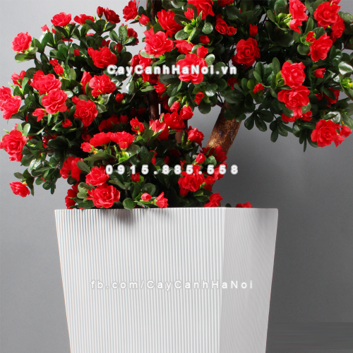 chau_composite_trong_cay_cao_cap_1606_trang_mo-2