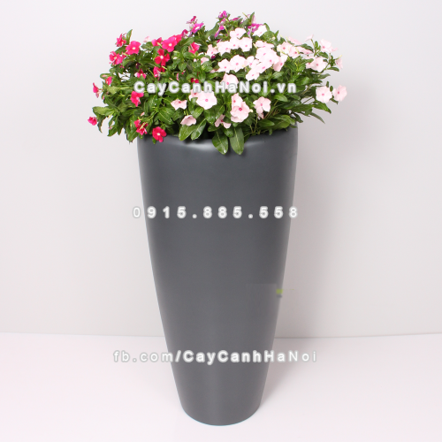 chau_composite_trong_cay_cao_cap_1649-3