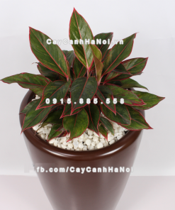 chau composite trong cay cao cap 1649 nau mo 4