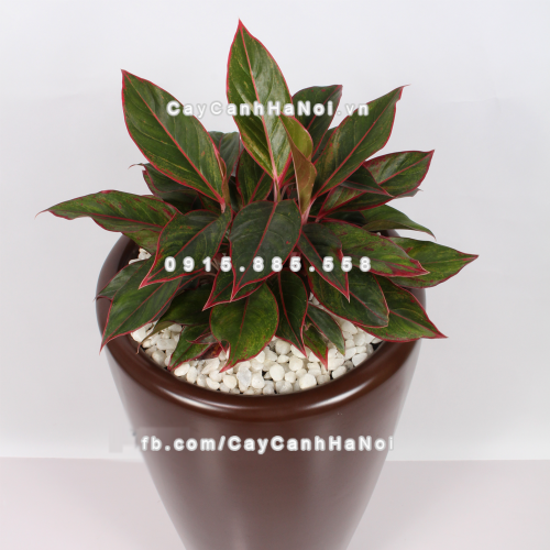 chau_composite_trong_cay_cao_cap_1649_nau_mo-4