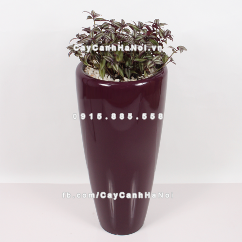 chau_composite_trong_cay_cao_cap_1649_tim_bong-2