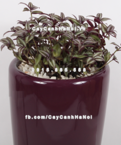 Chậu composite trồng cây cao cấp Anber 1649 (Tím bóng) 2 chau composite trong cay cao cap 1649 tim bong 4