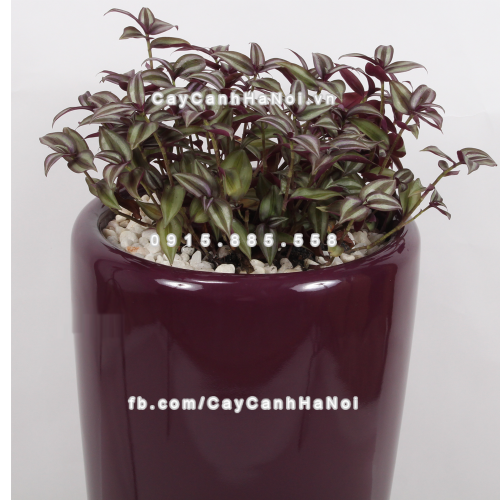 chau_composite_trong_cay_cao_cap_1649_tim_bong-4