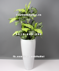 Chậu composite trồng cây cao cấp Anber 1649 (Trắng bóng) 1 chau composite trong cay cao cap 1649 trang bong 3