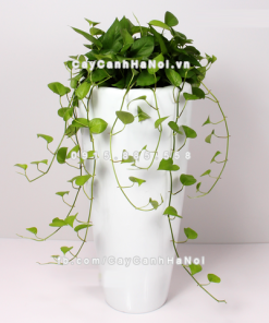 chau composite trong cay cao cap 1649 trang mo 4