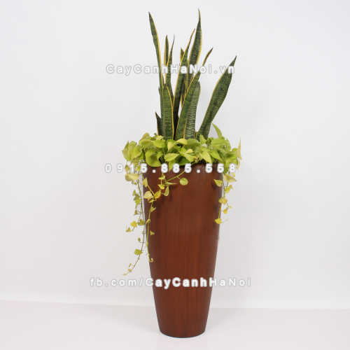 chau_composite_trong_cay_cao_cap_1649_van_go-2