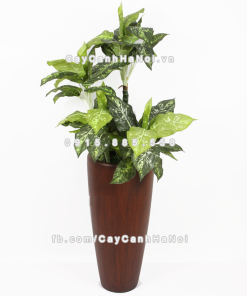 Chậu composite trồng cây cao cấp Anber 1649 (Vân gỗ) 3 chau composite trong cay cao cap 1649 van go 4