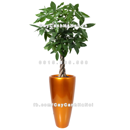 chau_composite_trong_cay_cao_cap_1649_vang_gold-1