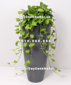 Chậu composite trồng cây cao cấp Anber 1649 (Xám mờ) 1 chau composite trong cay cao cap 1649 xam mo 2