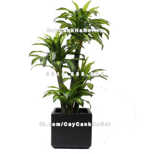 chau_composite_trong_cay_cao_cap_anber-1010den-1