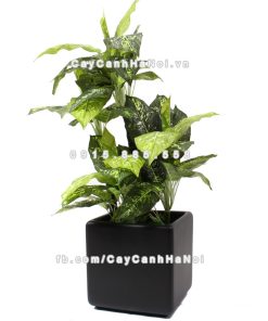 Chậu composite trồng cây cao cấp Anber 1010 (đen mờ) 4 chau composite trong cay cao cap Anber 1010den 5