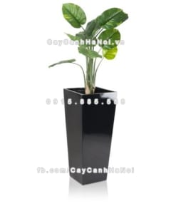 Chậu composite trồng cây cao cấp Anber 1014 (đen bóng) 2 chau composite trong cay cao cap Anber 1014den bong2