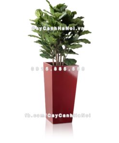 Chậu composite trồng cây cao cấp Anber 1014 (đỏ đô) 1 chau composite trong cay cao cap Anber 1014nau mo 2