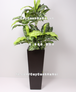 Chậu composite trồng cây cao cấp Anber 1014 (Nâu mờ) 3 chau composite trong cay cao cap Anber 1014nau mo 4