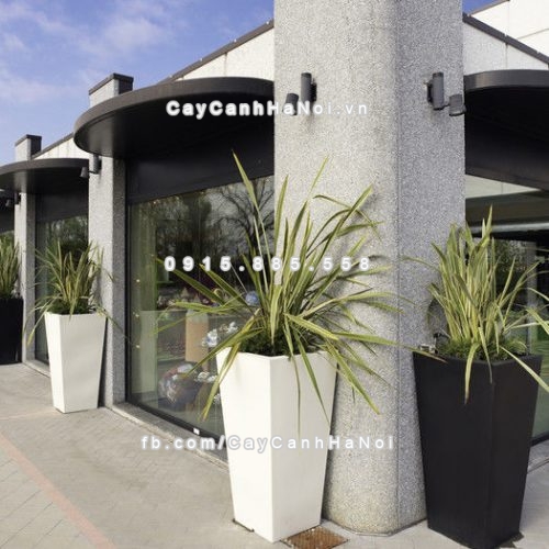 chau_composite_trong_cay_cao_cap_anber-1014trang_bong-1