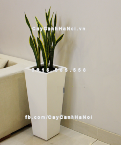 chau composite trong cay cao cap Anber 1014trang bong 2