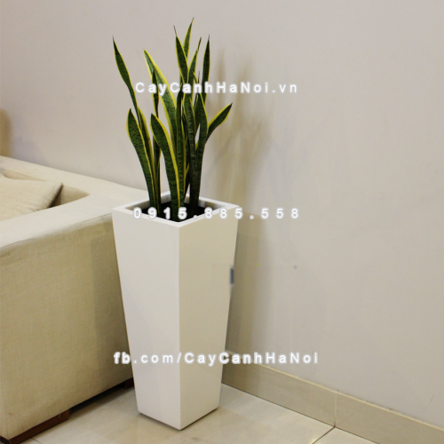 chau_composite_trong_cay_cao_cap_anber-1014trang_bong-2