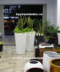 chau composite trong cay cao cap Anber 1014trang bong 7