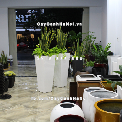 chau_composite_trong_cay_cao_cap_anber-1014trang_bong-7