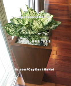 Chậu composite trồng cây cao cấp Anber 1014 (Vân gỗ) 2 chau composite trong cay cao cap Anber 1014van go 2