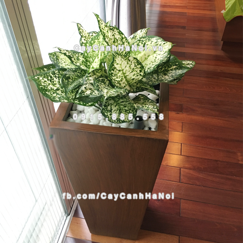 Chậu composite trồng cây cao cấp Anber 1014 (Vân gỗ) 7 chau_composite_trong_cay_cao_cap_anber-1014van_go-2