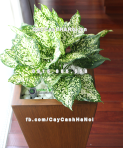 Chậu composite trồng cây cao cấp Anber 1014 (Vân gỗ) 3 chau composite trong cay cao cap Anber 1014van go 4