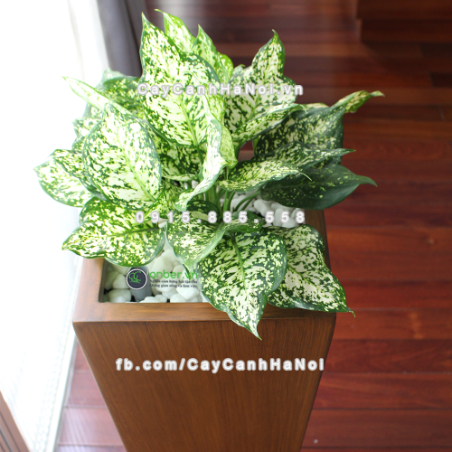 Chậu composite trồng cây cao cấp Anber 1014 (Vân gỗ) 8 chau_composite_trong_cay_cao_cap_anber-1014van_go-4