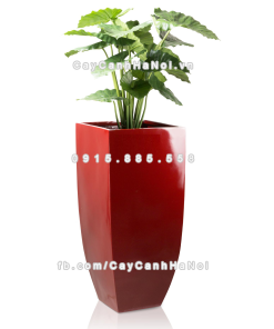 chau composite trong cay cao cap Anber 1025do do bong 2