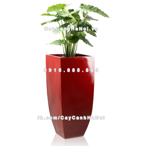 chau_composite_trong_cay_cao_cap_anber-1025do_do_bong-2