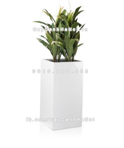 chau composite trong cay cao cap Anbertrang bong 2