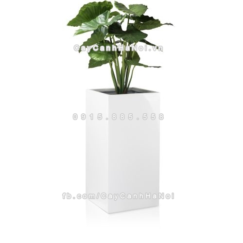 chau_composite_trong_cay_cao_cap_anbertrang_bong-3