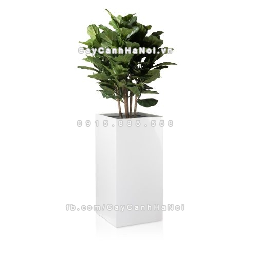 chau_composite_trong_cay_cao_cap_anbertrang_bong-4