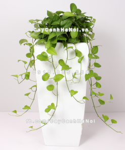 Chậu composite trồng cây cao cấp Anber 1025 (Trắng bóng) 1 chau composite trong cay cao cap anber 1025trang bong 1