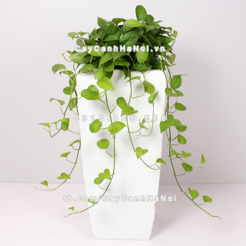 Chậu composite trồng cây cao cấp Anber 1025 (Trắng bóng) 6 chau_composite_trong_cay_cao_cap_anber_1025trang_bong-1