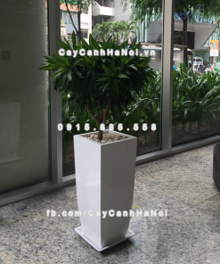 chau composite trong cay cao cap anber 1025trang mo 1