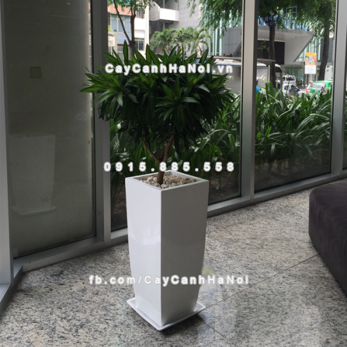 chau_composite_trong_cay_cao_cap_anber_1025trang_mo-1