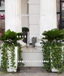 chau composite trong cay cao cap anber 1025trang mo 2