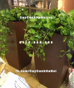 Chậu composite trồng cây cao cấp Anber 1025 (Vân gỗ) 1 chau composite trong cay cao cap anber 1025van go 1