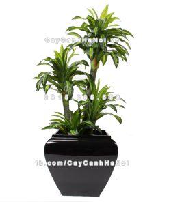 chau composite trong cay cao cap anber 1026den bong 4