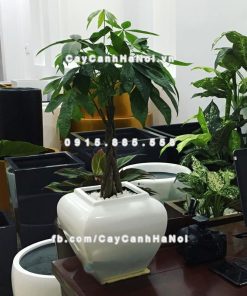 chau composite trong cay cao cap anber 1026trang bong 1