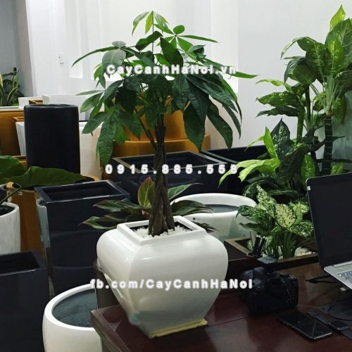 chau_composite_trong_cay_cao_cap_anber_1026trang_bong-1