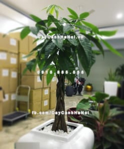 chau composite trong cay cao cap anber 1026trang bong 2