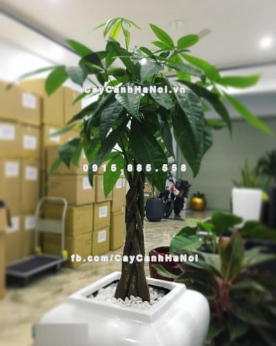 chau_composite_trong_cay_cao_cap_anber_1026trang_bong-2