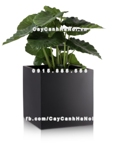 Chậu composite trồng cây cao cấp Anber 1055 (Đen mờ) 1 chau composite trong cay cao cap anber 1055den mo 1