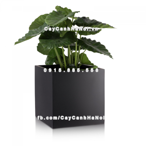 chau_composite_trong_cay_cao_cap_anber_1055den-mo-1